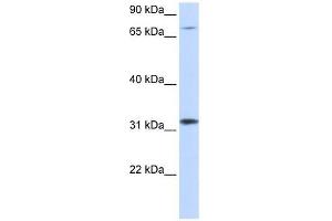 Image no. 1 for anti-Zinc Finger Protein 799 (ZNF799) (Middle Region) antibody (ABIN927630)