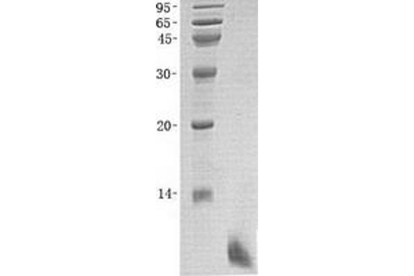 Defensin beta 4 (DEFB4) protein