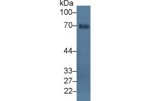 Image no. 4 for anti-Glomulin, FKBP Associated Protein (GLMN) (AA 294-549) antibody (ABIN5013615)