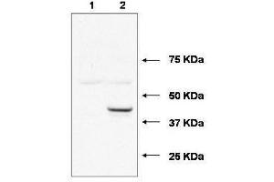 Western blot using  affinity purified anti-Ube2j1 antibody shows detection of Ube2j1 in 293 cells over-expressing Myc-Ube2j1 (Lane 2).