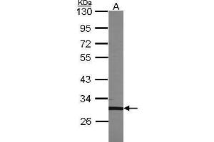 Image no. 1 for anti-Transcription Factor EC (TFEC) (N-Term) antibody (ABIN2855964)