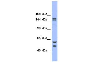 Image no. 1 for anti-Lysine (K)-Specific Demethylase 2B (KDM2B) (Middle Region) antibody (ABIN2778398)
