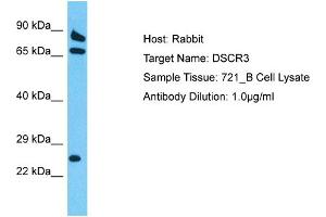 Image no. 1 for anti-Down Syndrome Critical Region Gene 3 (DSCR3) (Middle Region) antibody (ABIN2792078)