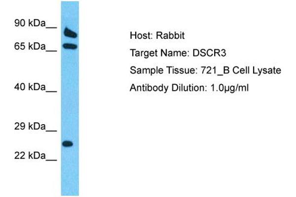 DSCR3 antibody  (Middle Region)
