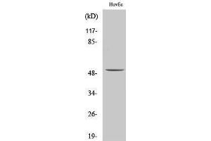 Image no. 1 for anti-Aldehyde Dehydrogenase 3 Family, Member B1 (ALDH3B1) (Internal Region) antibody (ABIN3183246)