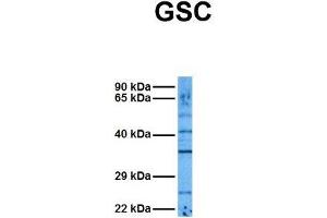 Image no. 4 for anti-Goosecoid Homeobox (GSC) (N-Term) antibody (ABIN2779490)