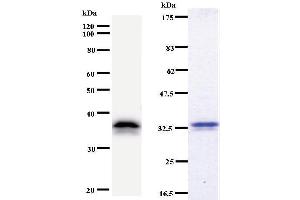 Image no. 3 for anti-Replication Protein A2, 32kDa (RPA2) antibody (ABIN931042)