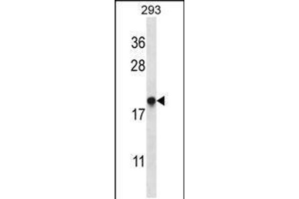 anti-ER Membrane Protein Complex Subunit 4 (EMC4) (AA 34-62), (N-Term) antibody