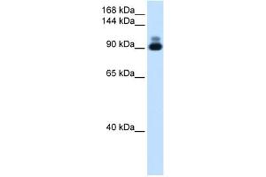 Image no. 3 for anti-arginine/serine-Rich Coiled-Coil 2 (RSRC2) (C-Term) antibody (ABIN629642)