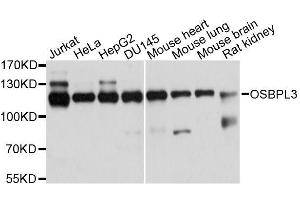 OSBPL3 Antikörper  (AA 370-520)