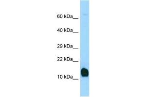 Image no. 1 for anti-C-Myc Binding Protein (MYCBP) (C-Term) antibody (ABIN2774863)