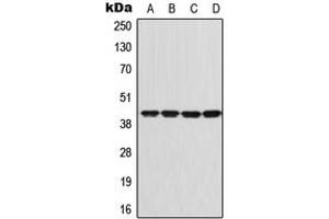 Image no. 1 for anti-Guanine Nucleotide Binding Protein (G Protein), alpha Inhibiting Activity Polypeptide 1 (GNAI1) (Center) antibody (ABIN2706245)