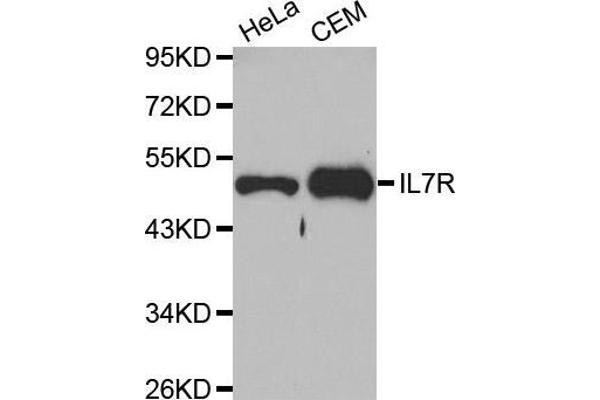 anti-Interleukin 7 Receptor (IL7R) antibody