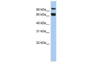 Image no. 1 for anti-Gametogenetin (GGN) (N-Term) antibody (ABIN630747)