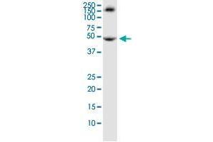 Image no. 3 for anti-Tripartite Motif Containing 72 (TRIM72) (AA 378-477) antibody (ABIN531817)