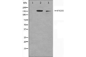 anti-FYVE and Coiled-Coil Domain Containing 1 (FYCO1) (Internal Region) antibody