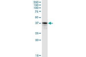 Image no. 4 for anti-PRP18 Pre-mRNA Processing Factor 18 (PRPF18) (AA 1-342) antibody (ABIN522015)