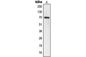 Image no. 2 for anti-Synaptotagmin Binding, Cytoplasmic RNA Interacting Protein (SYNCRIP) (Center) antibody (ABIN2706324)