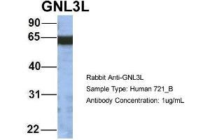 Image no. 2 for anti-Guanine Nucleotide Binding Protein-Like 3 (Nucleolar)-Like (GNL3L) (N-Term) antibody (ABIN2787831)
