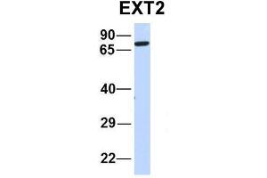 EXT2 Antikörper  (N-Term)