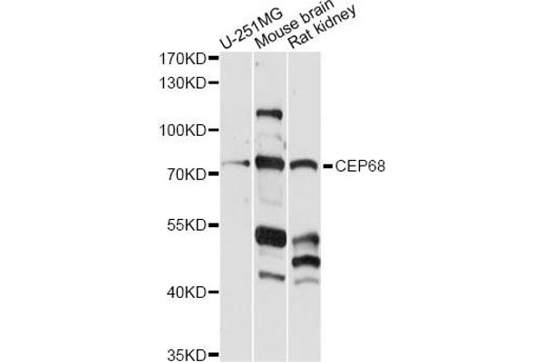 CEP68 anticorps