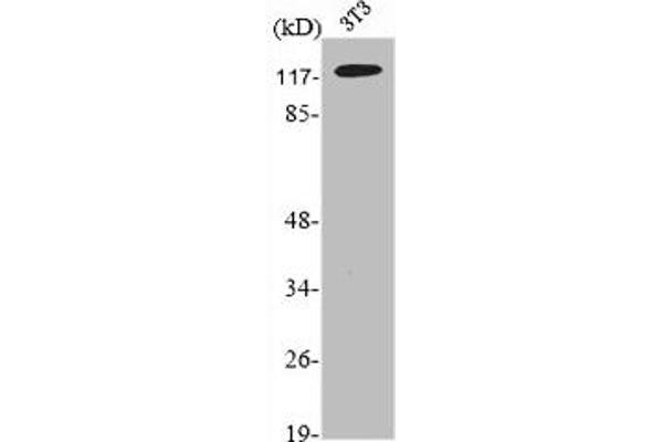 NEMF 抗体  (C-Term)