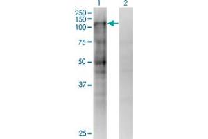 Image no. 3 for anti-Mismatch Repair Protein 2 (MSH2) (AA 835-934) antibody (ABIN518023)