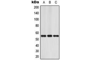 Image no. 2 for anti-Nuclear Factor I/A (NFIA) (N-Term) antibody (ABIN2707654)