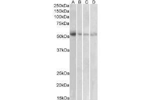 Image no. 2 for anti-Solute Carrier Family 18 (Vesicular Monoamine Transporter), Member 2 (SLC18A2) (C-Term) antibody (ABIN570915)