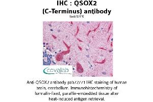 QSOX2 Antikörper  (C-Term)