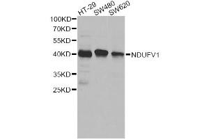Image no. 1 for anti-NADH Dehydrogenase (Ubiquinone) Flavoprotein 1, 51kDa (NDUFV1) antibody (ABIN6571521)