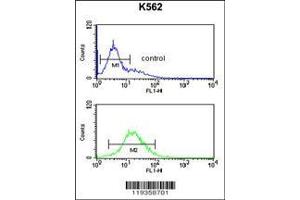 Image no. 1 for anti-Granzyme M (Lymphocyte Met-Ase 1) (GZMM) (AA 84-113) antibody (ABIN390763)