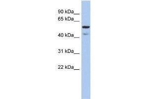 WB Suggested Anti-ATE1 Antibody Titration:  0.