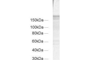 Image no. 1 for anti-Regulating Synaptic Membrane Exocytosis 1 (RIMS1) (AA 596-705) antibody (ABIN1742305)