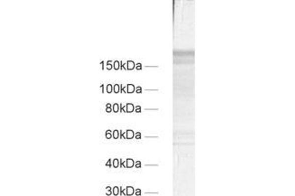 Regulating Synaptic Membrane Exocytosis 1 (RIMS1) (AA 596-705) antibody