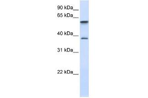 Image no. 1 for anti-GTPase, IMAP Family Member 5 (GIMAP5) (Middle Region) antibody (ABIN634956)