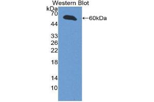Image no. 1 for anti-Inhibin, beta E (INHBE) (AA 102-344) antibody (ABIN1868707)