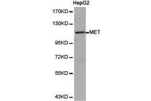 Image no. 1 for anti-Met Proto-Oncogene (MET) antibody (ABIN1873686)