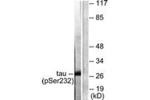 Western blot analysis of extracts from HeLa cells, using 14-3-3 thet/tau (Phospho-Ser232) Antibody.