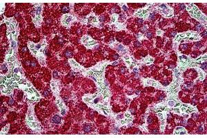 Image no. 4 for anti-TBC1 Domain Family, Member 10A (TBC1D10A) (N-Term) antibody (ABIN6391415)