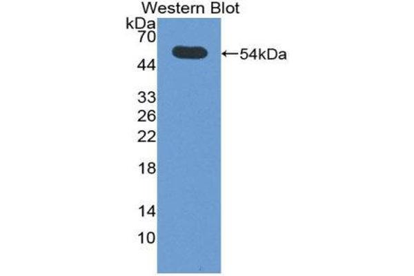 SIAE anticorps  (AA 22-244)