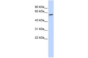 Image no. 1 for anti-Family with Sequence Similarity 134, Member C (FAM134C) antibody (ABIN2459665)