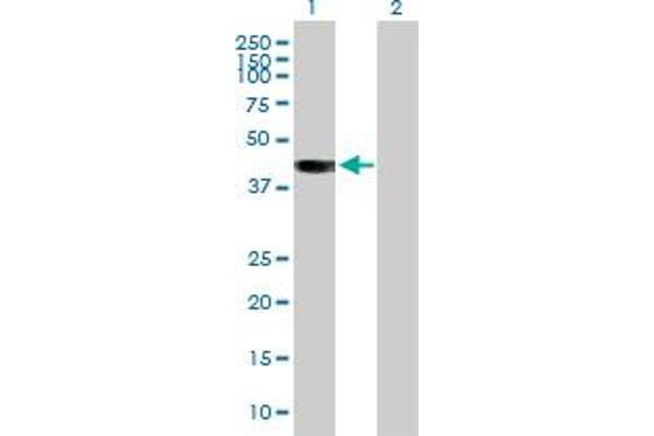 BCAT2 antibody  (AA 1-392)