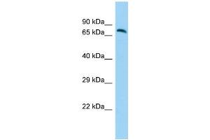 Image no. 1 for anti-G Protein-Coupled Receptor 111 (GPR111) (N-Term) antibody (ABIN2790772)