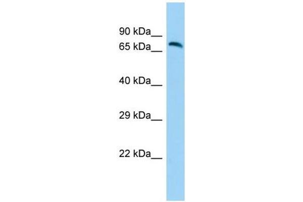 GP111 抗体  (N-Term)