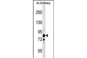 PNPT1 Antibody (Center) (ABIN1538242 and ABIN2849157) western blot analysis in mouse kidney tissue lysates (35 μg/lane).