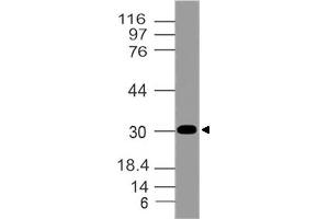 Image no. 1 for anti-Aminoacyl tRNA Synthetase Complex-Interacting Multifunctional Protein 2 (AIMP2) (AA 100-310) antibody (ABIN5027011)