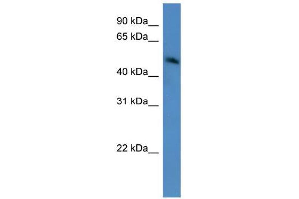 ZNF773 antibody  (C-Term)
