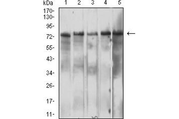 IL10RB antibody  (AA 20-220)