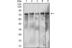 IL10RB antibody  (AA 20-220)